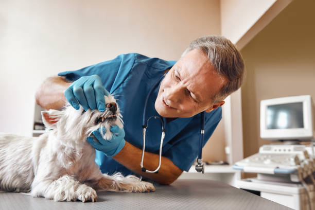 Best Walk-In Emergency Dentist in St Joseph, MI